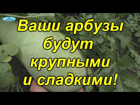 Вот почему у нас всегда самые сладкие арбузы!