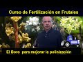 El Boro para mejorar la polinización. Curso de Fertilización en Frutales