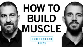 How to Build Muscle | Dr. Andy Galpin & Dr. Andrew Huberman screenshot 1