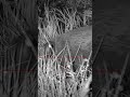 Hunting nightvision pard roebuck hunt hunter jagd jger huntinglife deere wildboar