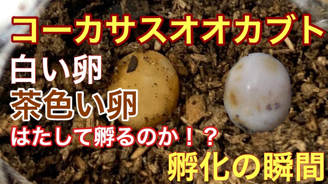 閲覧注意 でも貴重映像 茶色い卵ははたして孵化するのか コーカサスオオカブト Three Horned Beetle The Moment Of Hatching Youtube