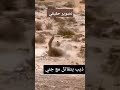 اغرب مواجهه ذئب يقتل جن 