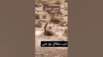 اغرب مواجهه ذئب يقتل جن 