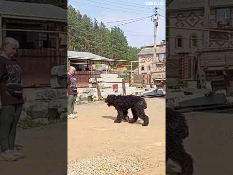 Русский чёрный терьер Гелиос. Элементы общего курса дрессировки (ОКД). Город Реж на Урале.