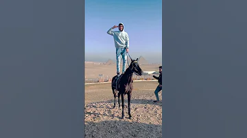 لما الغدر يجي من صاحبك خيل السمان اكسبلور الخيل Arabichorse 