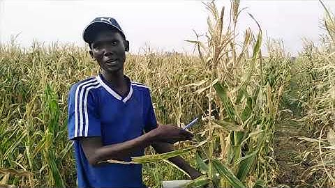 Measurement of Maize Growth Parameters