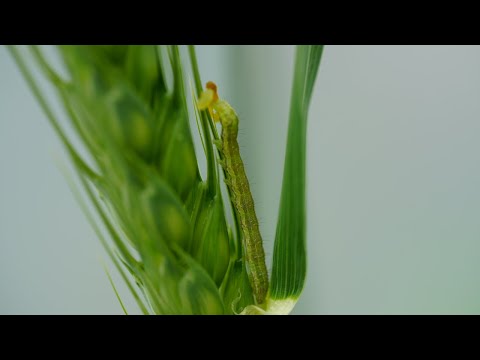 Native budworm in wheat