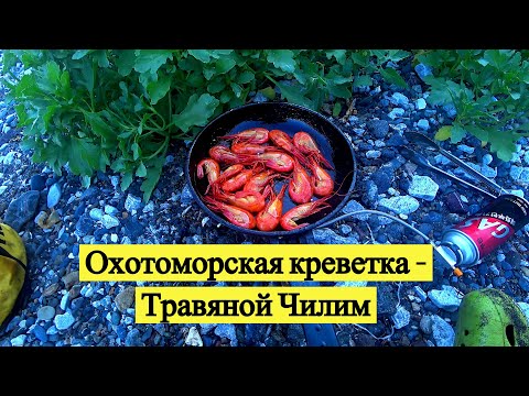 Видео: Охотоморская креветка - Травяной Чилим