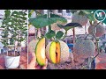 How to grow melon in container using kitchen waste