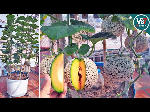 فيديو: حاوية البطيخ: كيفية زراعة البطيخ في الحاويات