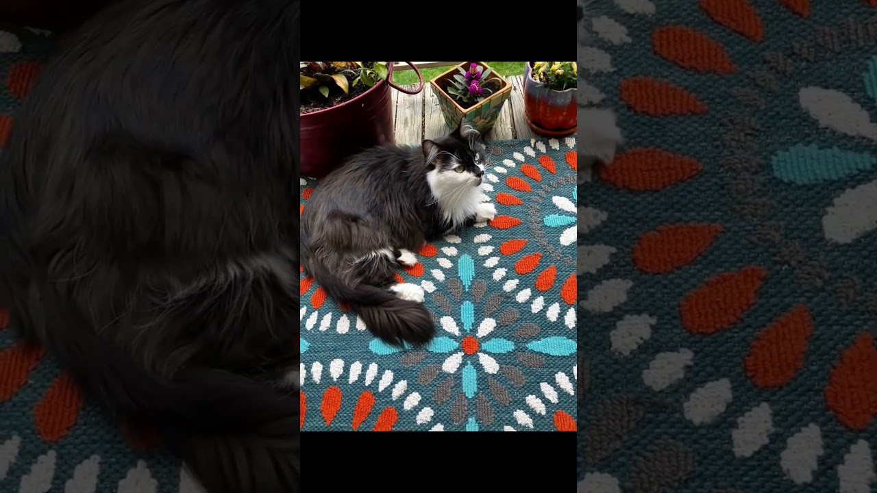 Baby Kitty Crossed Rainbow Bridge 