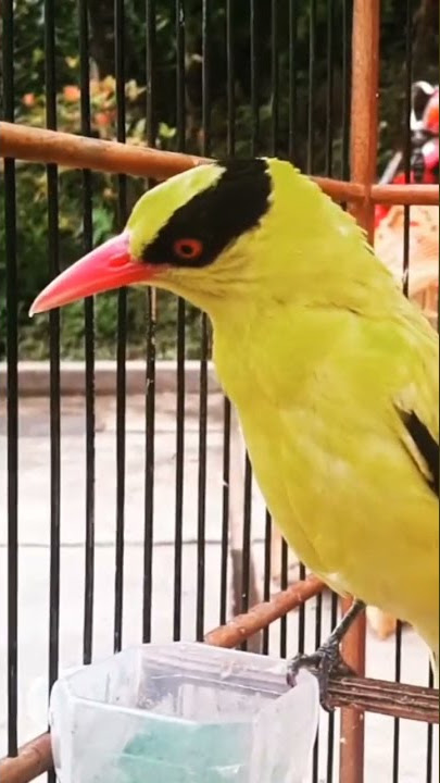 BURUNG KEPODANG