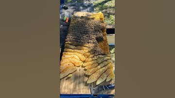 Thousands of honey bees march