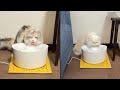 初めての給水器！留守番のために準備してみた…猫達の反応がこちら