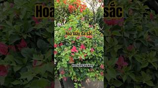 Hoa Giấy đa sắc ghép nhiều màu, hoa quanh năm chobạn ngắm hoa thỏa thích #hoagiay #bonggiay #caycanh