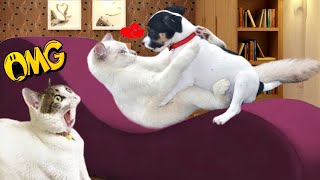 Funniest Cats And Dogs Videos 😍| Try Not To Laugh #44