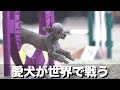 世界で戦うトイプードル　脅威の走りに注目【多頭飼い】