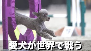 世界で戦うトイプードル　脅威の走りに注目【多頭飼い】