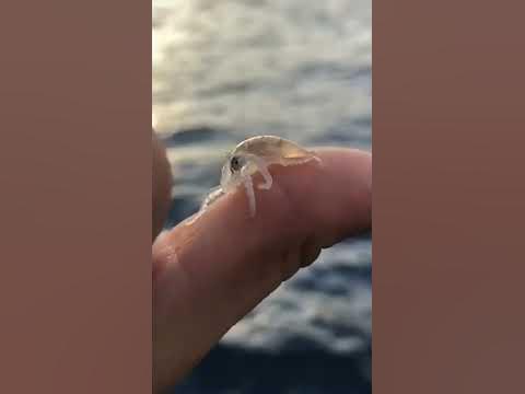 Octopus wolfi — это самый маленький осьминог в мире. - YouTube