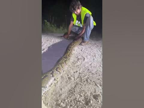 Land of the Giants 16 foot Python - YouTube