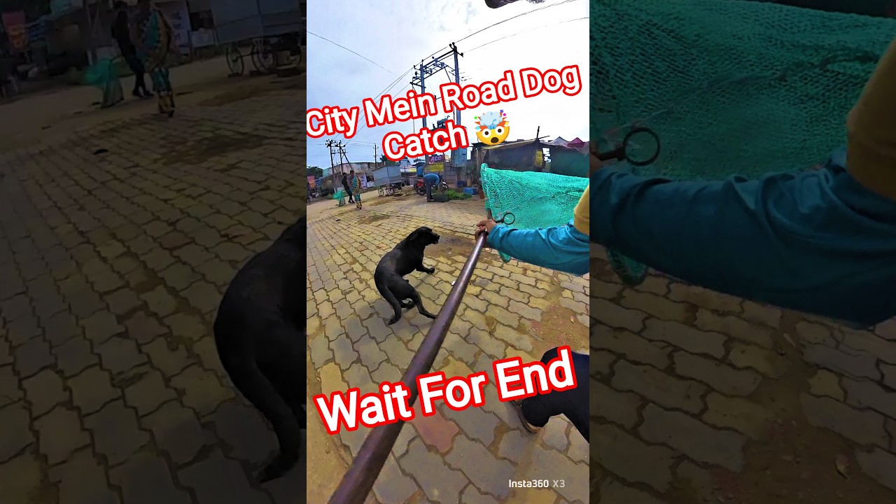 Flash Running Dog Catching Trailer 