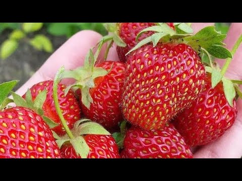 Первая обработка/уход за
