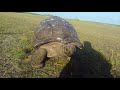 Fazendo cafuné numa Tartaruga Gigante de Aldabra em Bird Island, Seychelles