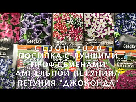 Вопрос: Петуния джоконда. Какие отзывы?