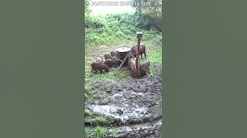 Wild boars! REOLINK moments!#boars #wildlife #reolink