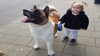 Japanese Dog Akita Sees His Owner After A Long Time!! Amsterdam by Planet Of The Dogs 9,677 views 4 years ago 2 minutes, 44 seconds