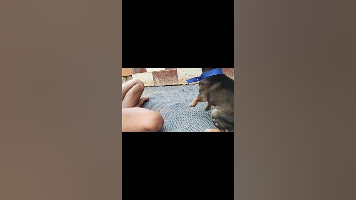 #my dog's mind voice 😋🐶