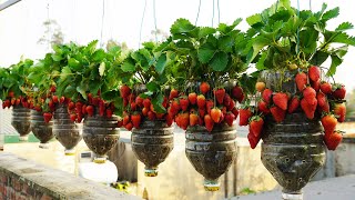 : Growing Strawberries Like Paradise Is Easy With These Methods