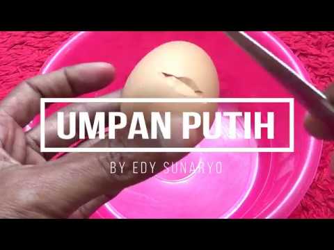 Umpan Puth dengan Perangsang Ikan Mas