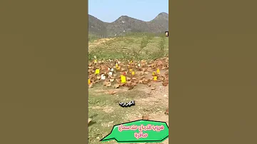 هروب الدجاج عند سماع صافرة الاندار تربية الدجاج طيور دجاج تربية الغنم في اسبانيا Chicken 