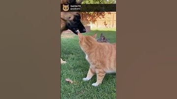HUGE AGGRESSIVE DOG WANTS THE KITTEN... But Watch What Happens Next! 😱