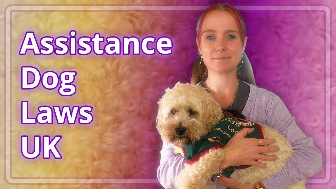 Assistance/Service Dog Laws UK Explained (+ Coco Update) - YouTube