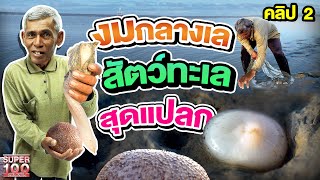 คลิป 2 | มันคืออะไร !? สัตว์แปลกใต้ทะเล #บังบ่าว พาไปงมโคลนกลางเล | SUPER100