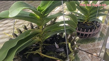 Chăm sóc lan ngọc điểm đang nụ.  Take care of the budding jade orchid.
