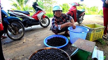 Hình ảnh tản mạn về ruộng đồng, làng mạc, nông dân và chùa Tà Pạ, Núi Tô, Tri Tôn, AG 27/06/2023