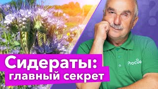 ЧТО ДЕЛАТЬ С СИДЕРАТАМИ ОСЕНЬЮ: заделывать или нет? Ответьте на эти 2 вопроса и будете знать точно!