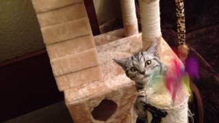 Dreamy:  play time by Dreamy Cat 11 views 7 years ago 23 seconds