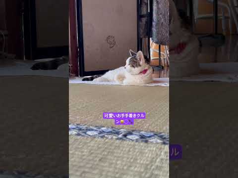 可愛いお手手着きクルン😸〇🐾#猫 #猫の日常 #猫のいる暮らし #ナナちゃん #cat #catvideo