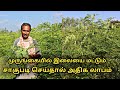 முருங்கை இலை சாகுபடி பற்றி யாரும் சொல்லாத தகவல்கள் || moringa leaves cultivation || uzhavan magan