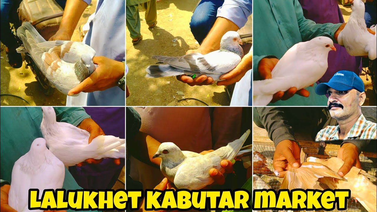 Lalukhet kabutar market | LaluKhet birds Market Karachi | sunday Birds market | Sep Oct 5, 2025 cage
