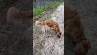 Working with a golden retriever on hiking-Ecollar training off leash freedom by Ruff Beginnings Rehab Dog Training and Rescue 101 views 1 month ago 11 minutes, 53 seconds