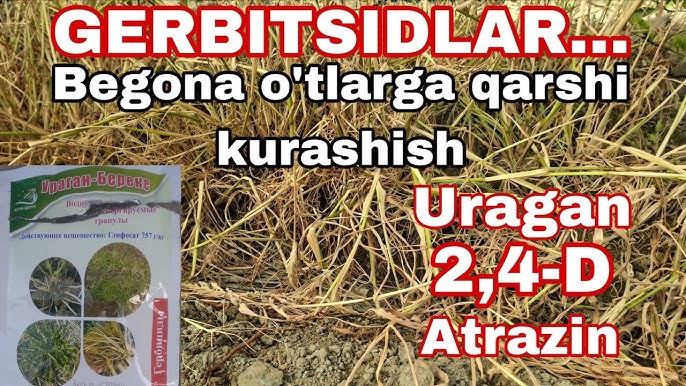 U kutilmaganda tomog‘imga kirib qoldi. Katta pubik hududning fotosurati