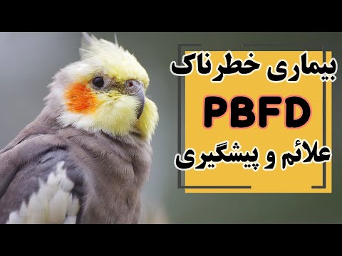 تصویری: مجسمه گرانیتی سنگی مرموز با منقار پرنده