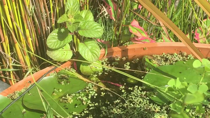 Litoria raniformis - Southern Green & Gold Bell Frogs having lunch