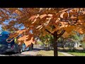 Peak fall foliage time is now