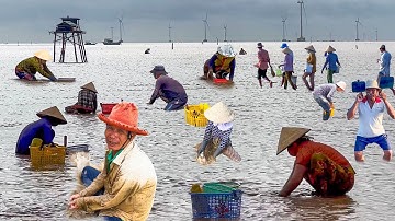 Cách Bắt Nghêu Độc Đáo Ở Bãi Nghêu Lớn Nhất Tiền Giang║Chợ Trưa Gò Công Đông Vắng Mà Vui